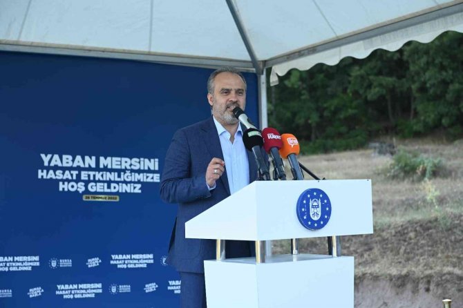 Yaban Mersininde Hasat Bereketi