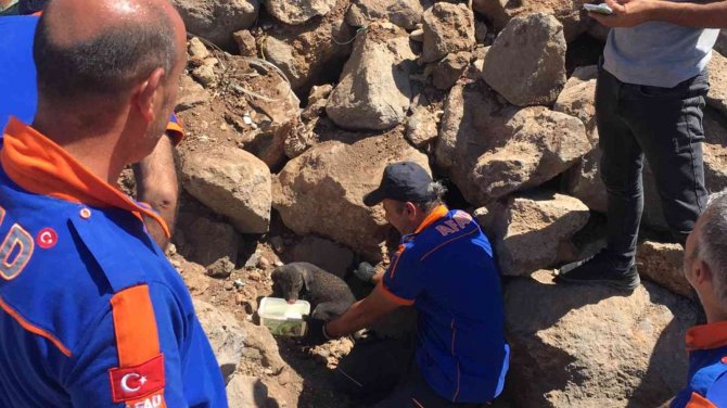 Kayalar Arasında Sıkışan Yavru Köpekler Kurtarıldı