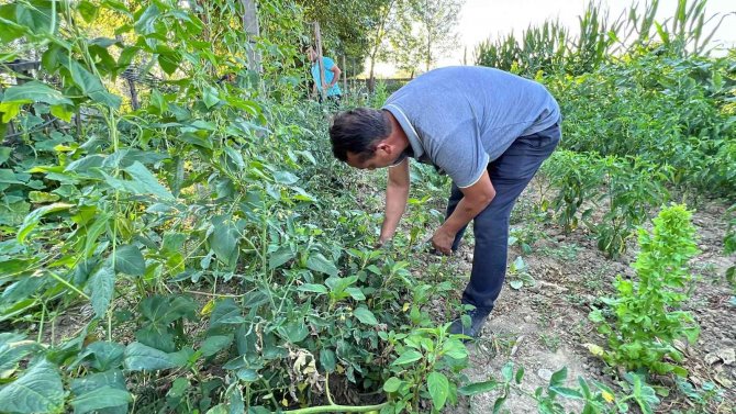 Meksika’daki Arkadaşı İlham Verdi, Siyah Domates Görenleri Şaşkına Çeviriyor