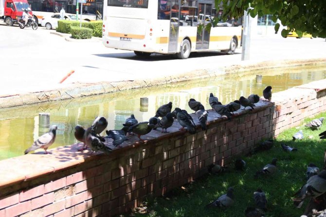 Sıcaktan Bunalan Soluğu Gölgede Aldı