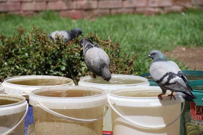 Sıcaktan Bunalan Soluğu Gölgede Aldı