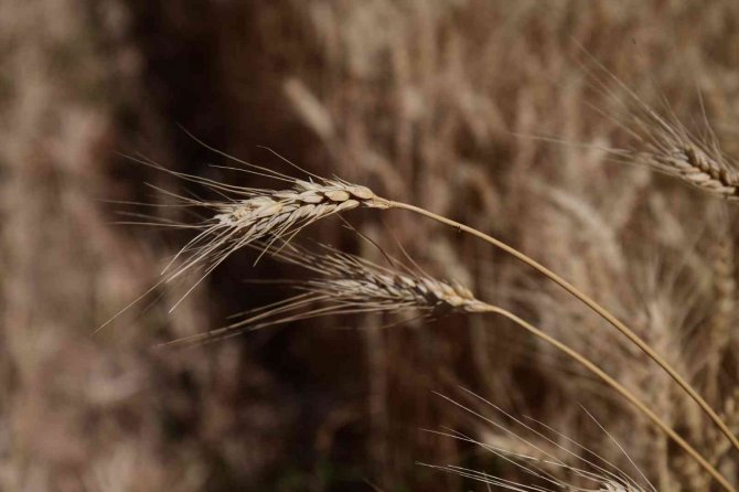 Buğday Hasadı Yüz Güldürdü