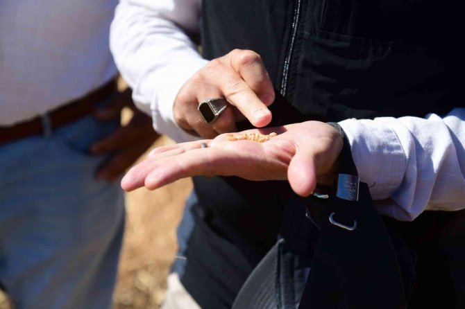 Buğday Hasadı Yüz Güldürdü