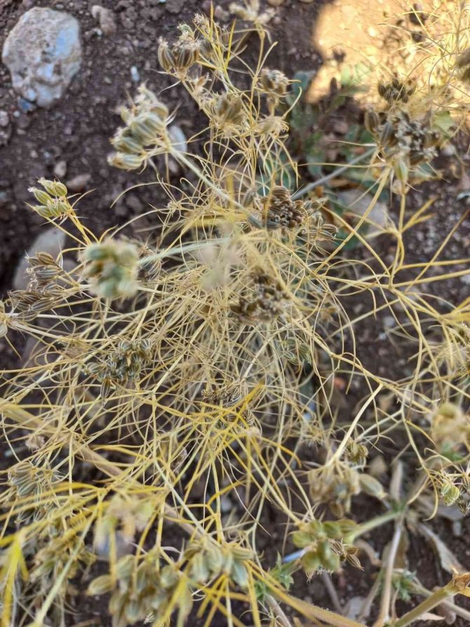 Elbistan’da İlk Kez Ekildi: Susuz Yetişiyor, Kilosu 100 Liradan Satılıyor