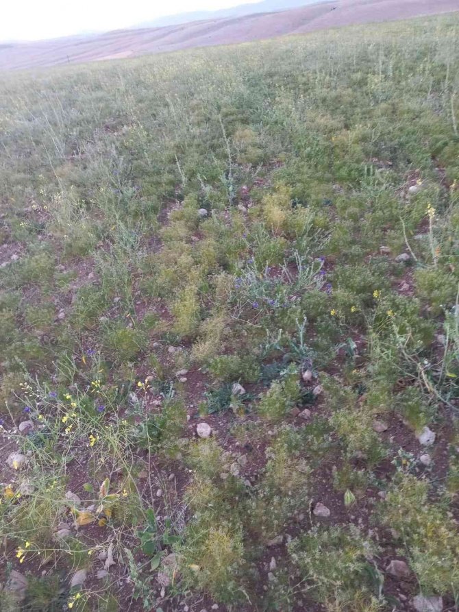 Elbistan’da İlk Kez Ekildi: Susuz Yetişiyor, Kilosu 100 Liradan Satılıyor