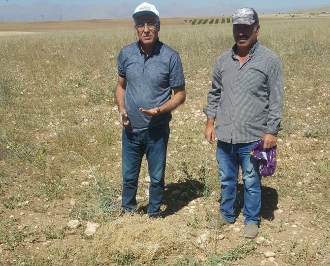 Elbistan’da İlk Kez Ekildi: Susuz Yetişiyor, Kilosu 100 Liradan Satılıyor