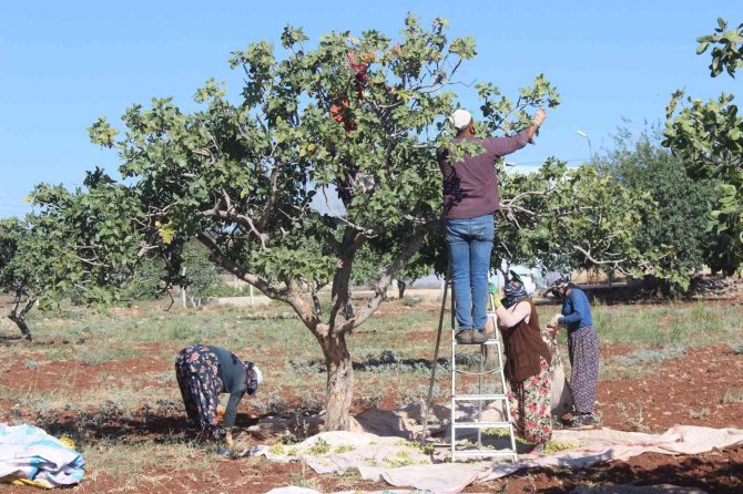 Kilis’te ’Boz’ Fıstık Hasadı Başladı