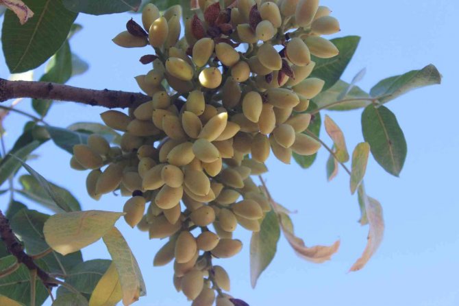 Kilis’te ’Boz’ Fıstık Hasadı Başladı