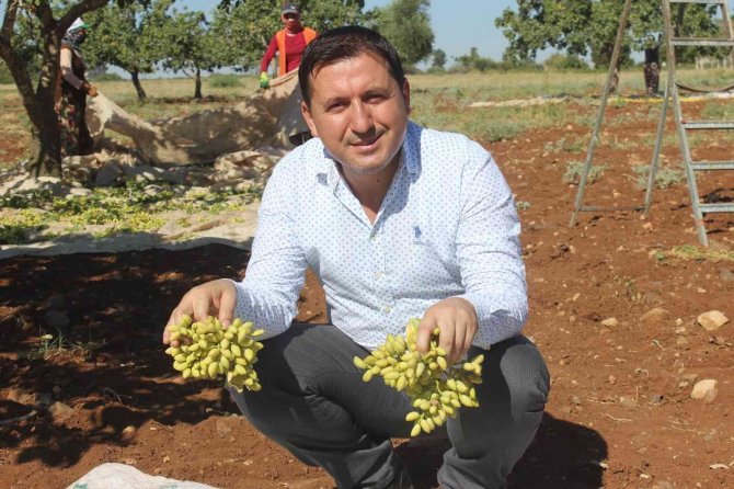 Kilis’te ’Boz’ Fıstık Hasadı Başladı