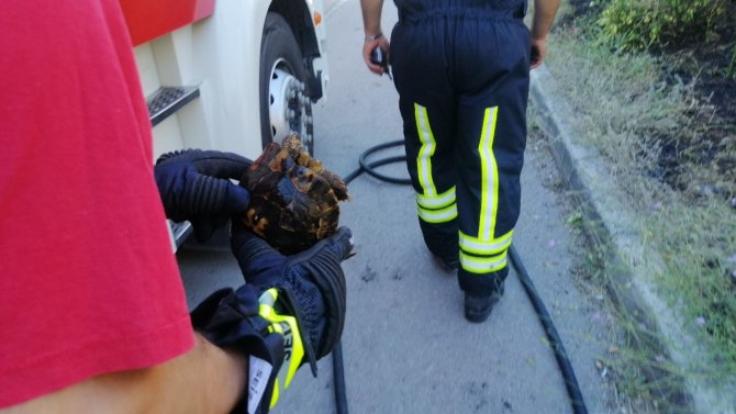 Alevlerin Arasında Kalan Kaplumbağayı İtfaiye Kurtardı