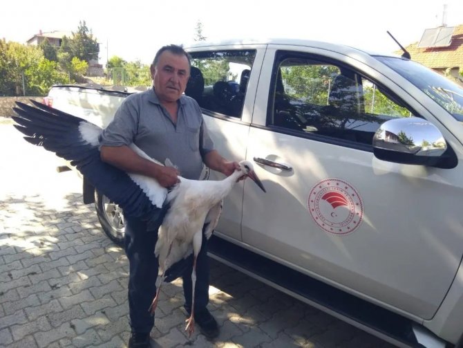 Beyşehir’de Yaralı Bulunan Leylek Koruma Altına Alındı