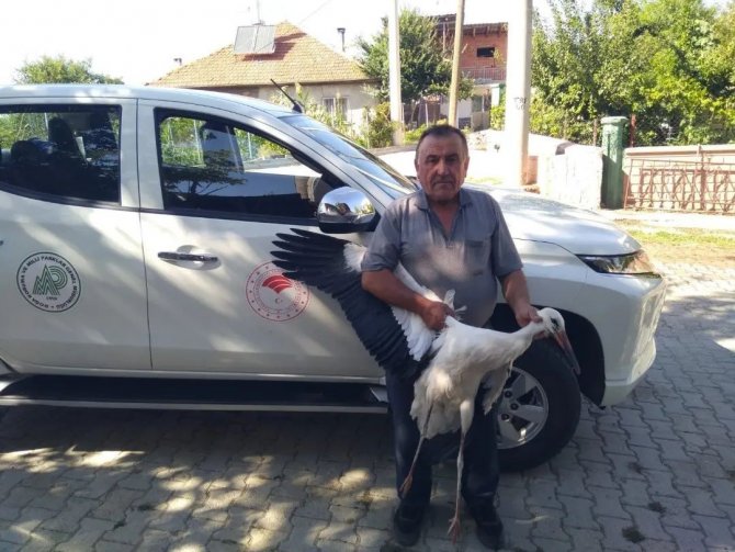 Beyşehir’de Yaralı Bulunan Leylek Koruma Altına Alındı