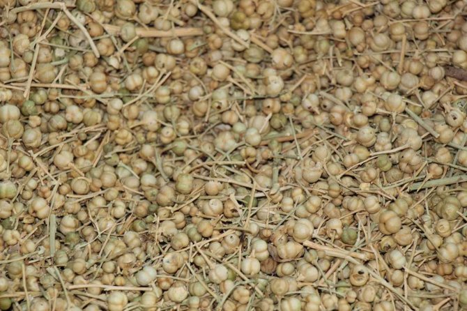 Bu Tohumunun Faydaları Saymakla Bitmiyor Kapış Kapış Gidiyor