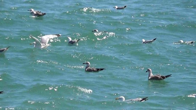 Tekirdağ’da Poyraz Etkili Oluyor