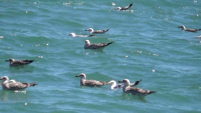 Tekirdağ’da Poyraz Etkili Oluyor