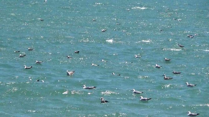 Tekirdağ’da Poyraz Etkili Oluyor