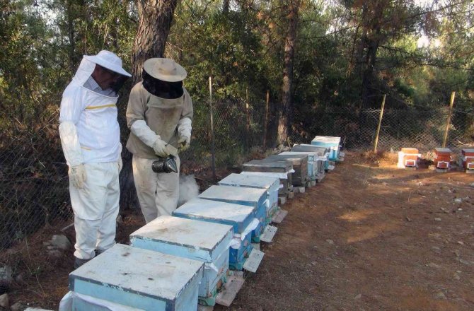 Üniversite Kampüsünde Organik Arıcılık