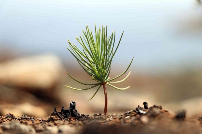 Muğla Büyük Orman Yangınının 1’inci Yılı