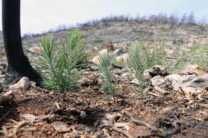 Muğla Büyük Orman Yangınının 1’inci Yılı