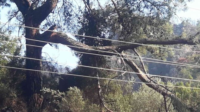 Marmaris’te Orman Yangınının Çıkış Sebebi Belli Oldu