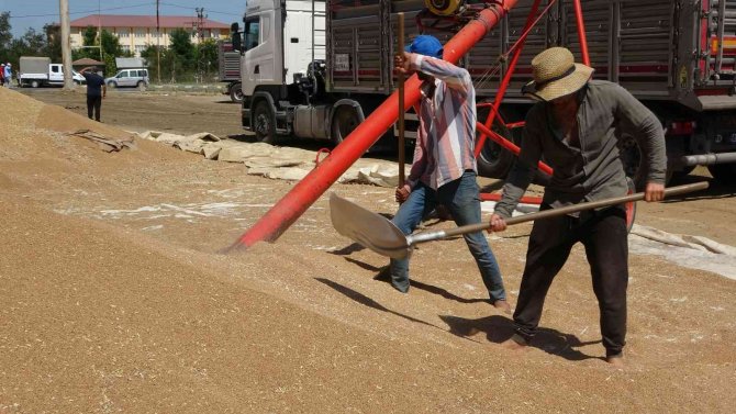 Muş’ta Hasadı Yapılan Buğdayların Satışına Başlandı