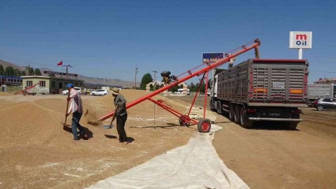 Muş’ta Hasadı Yapılan Buğdayların Satışına Başlandı