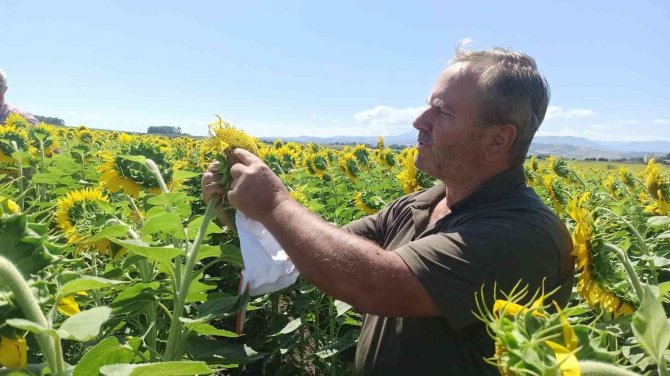 Bafra’da Ayçiçeği Tarlalarında Tırtıl Görüldü