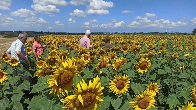 Bafra’da Ayçiçeği Tarlalarında Tırtıl Görüldü