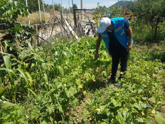 Şaphane’de Sebzelerde Hastalık Ve Zararlı Kontrolleri