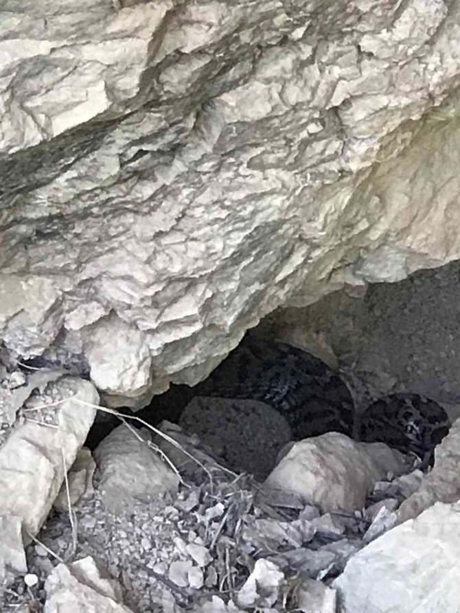 Tunceli’de Zehirli "Wagner Kaya Engereği" Fotoğraflandı