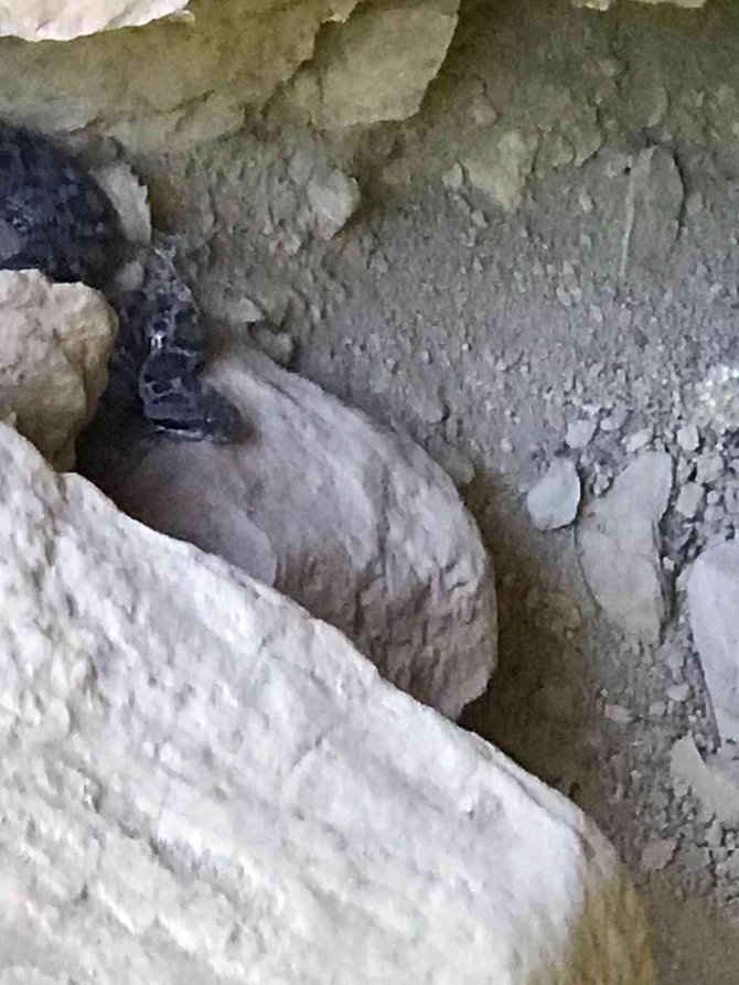 Tunceli’de Zehirli "Wagner Kaya Engereği" Fotoğraflandı