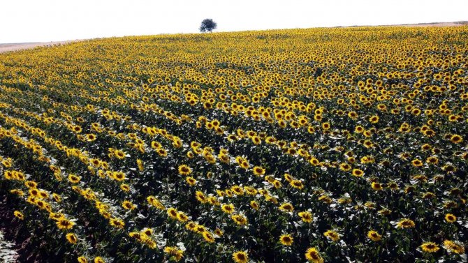 Yağlık Ayçiçeğinde Yüksek Rekolte Bekleniyor