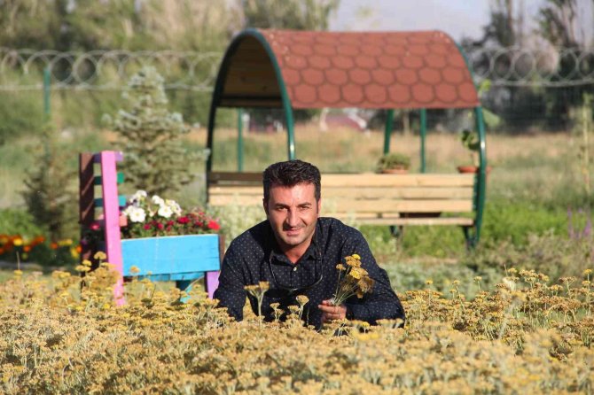 Van Gölü Kıyısında Tıbbi Bitkilerin Hasadı Yapıldı