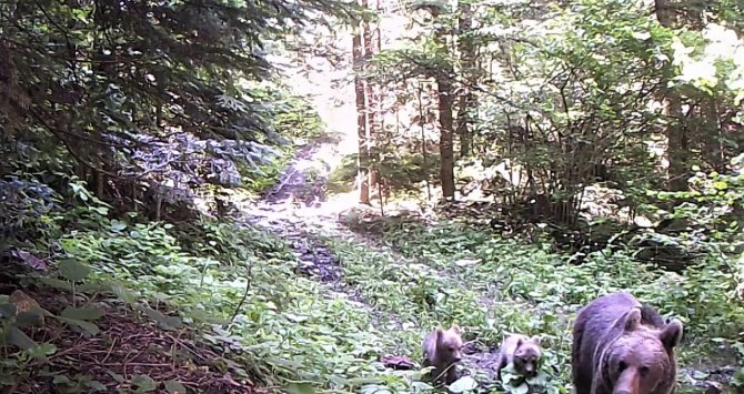 Karabük Ormanlarındaki Yaban Çeşitliliği Fotokapanla Görüntülendi