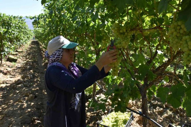 Üzüm Üreticilerinde Ortadoğu Pazarı Sevinci