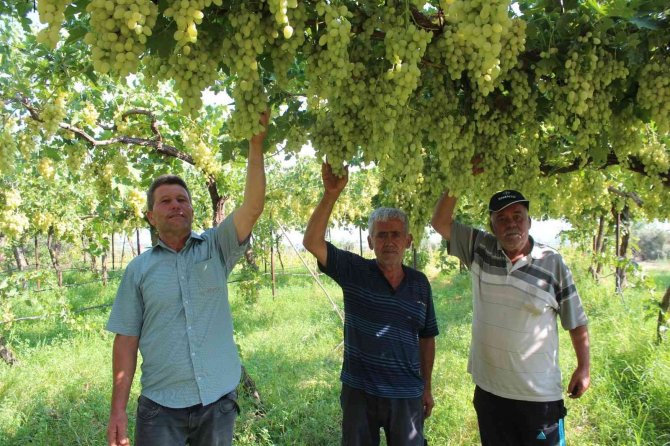 Üzüm Üreticilerinde Ortadoğu Pazarı Sevinci