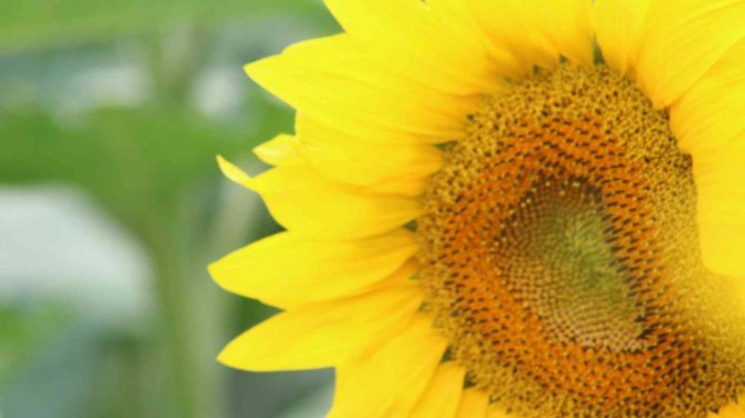 İ̇laçlama Yapılan Tarlalarda Tırtıldan Eser Kalmadı