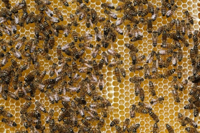 Aşırı Sıcaklara Karşı Arıları Koruyun