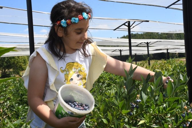 Maviyemiş Festivali Yoğun Katılımla Gerçekleşti
