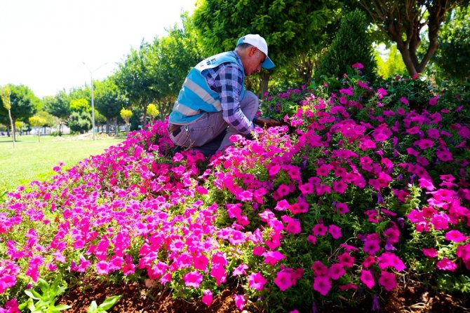Eyyübiye Parklarında Peyzaj Düzenlemesi