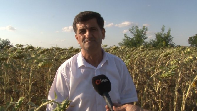 İ̇laçlama Yapılan Tarlalarda Tırtıldan Eser Kalmadı