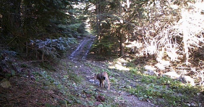 Karabük Ormanlarındaki Yaban Çeşitliliği Fotokapanla Görüntülendi