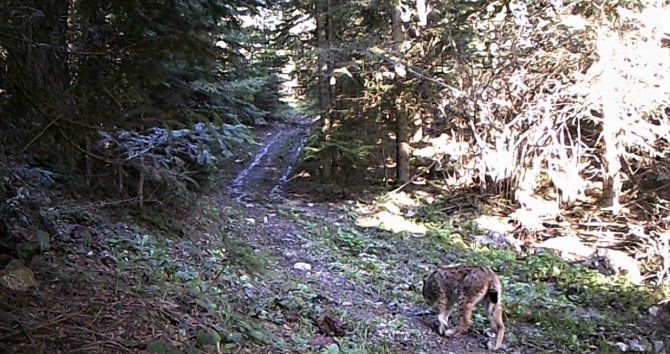 Karabük Ormanlarındaki Yaban Çeşitliliği Fotokapanla Görüntülendi