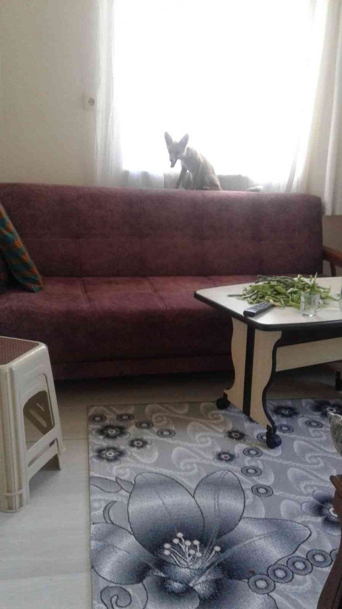 Yolunu Şaşıran Tilki Eve Girdi