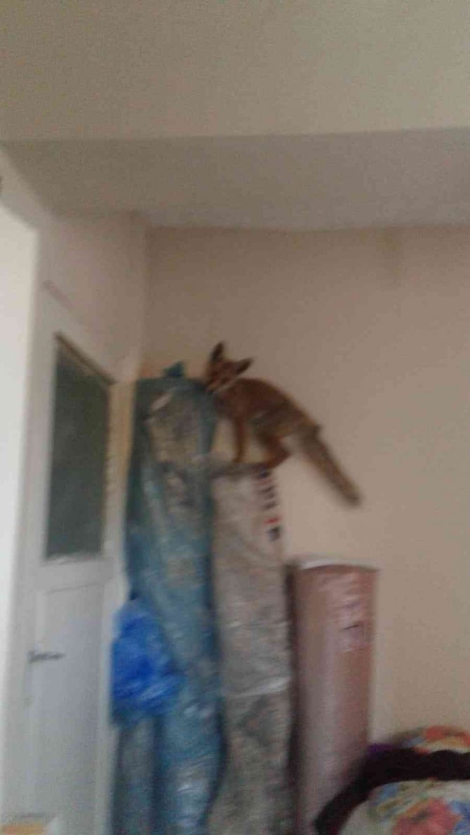 Yolunu Şaşıran Tilki Eve Girdi