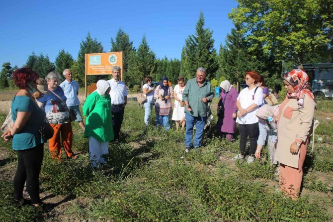 Kocaeli, Tıbbi Ve Aromatik Bitki Üreticiliğinin Merkezi Olma Yolunda