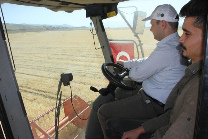 Kaymakam Ve Belediye Başkanı Buğday Hasadı Yaptı
