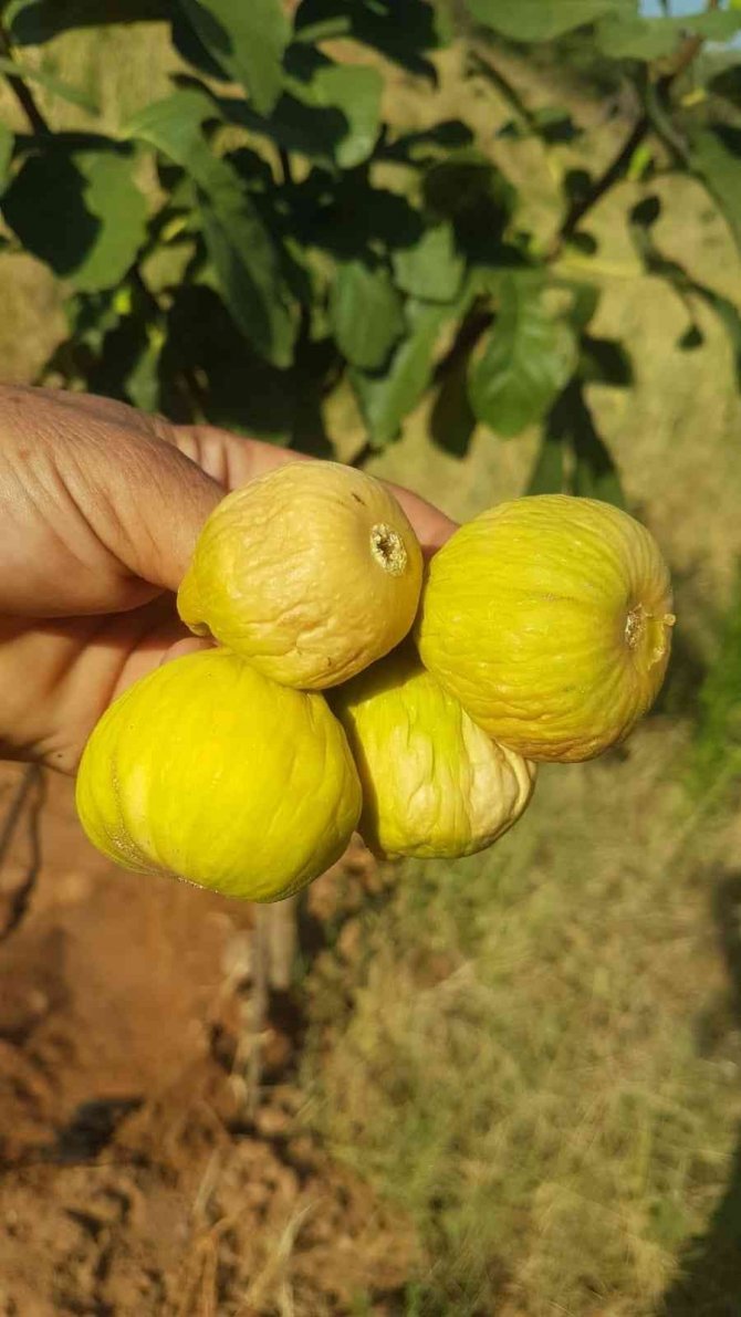 Aydın İnciri Kurutma Sergilerinde Yerini Aldı