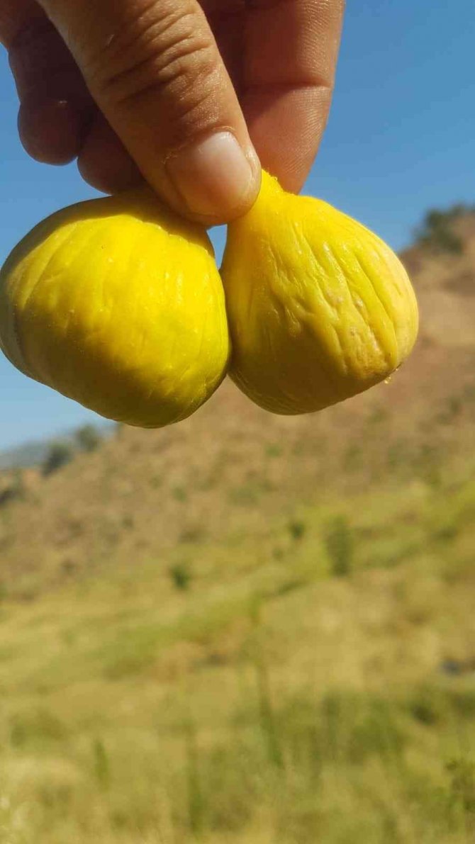 Aydın İnciri Kurutma Sergilerinde Yerini Aldı