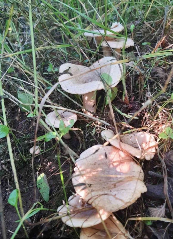 Orman Mantarı Lezzeti İle Kendini Aratıyor